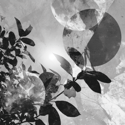 shining moonlight Front Cover