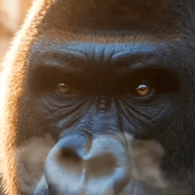 Gorilla Awakenのジャケット写真
