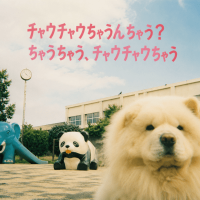 Is That Not a Chow Chow. No, It Is Not a Chow Chow. Front Cover
