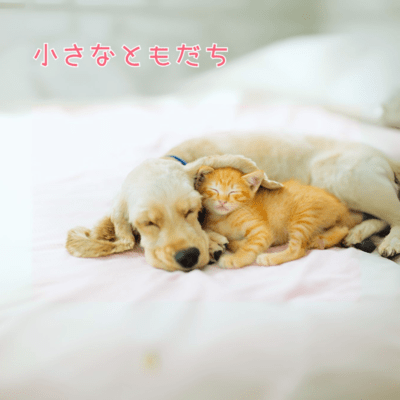 Little friend Front Cover