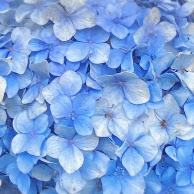 あじさい通りのジャケット写真