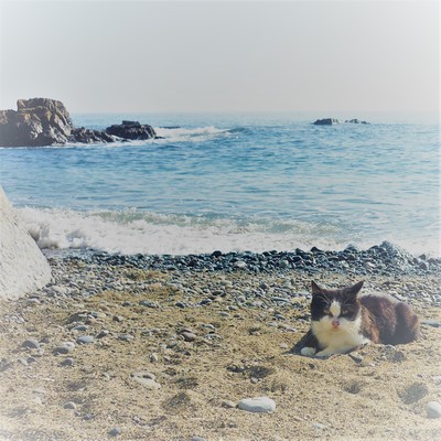 夏の幻 (Edit)のジャケット写真