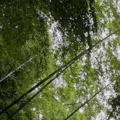 unknown forest2 Front Cover