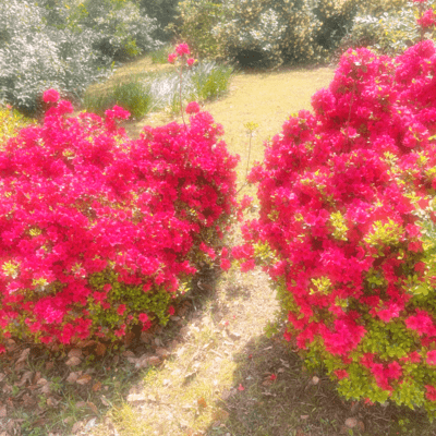 4steR (feat. 4zq)のジャケット写真