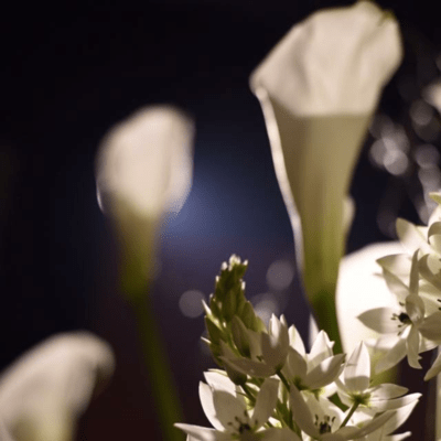 moonlight Front Cover