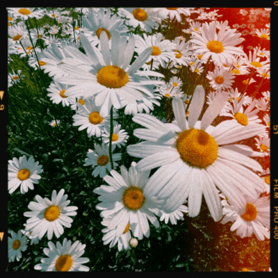 Amanojaku Front Cover