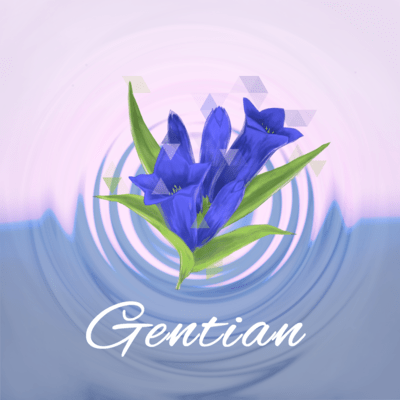 Gentian Front Cover