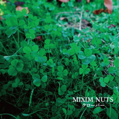 Clover Front Cover