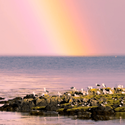 Over the rainbow Front Cover