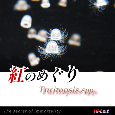 The secret of immortality Front Cover