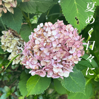 Natumekuhibini Front Cover