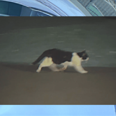 Cats! (feat. KAFU) Front Cover