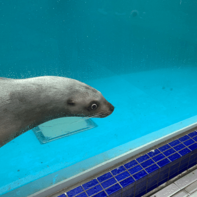 Gopnik Styleのジャケット写真