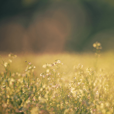 Sabishiki Nobe - Lonely Field Front Cover