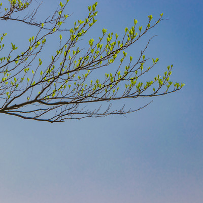 わかれる昼にのジャケット写真