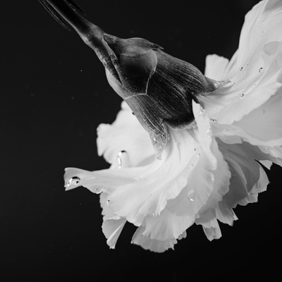 Petal Dance (Sketch) Front Cover