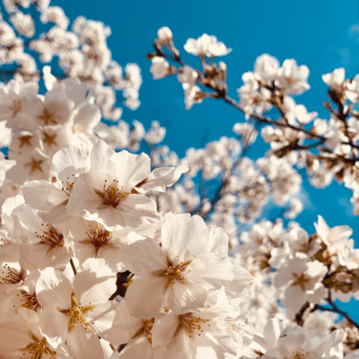 mysterious (feat. GUMI) Front Cover