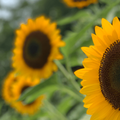 The Sunflower in Time (feat. GUMI) Front Cover