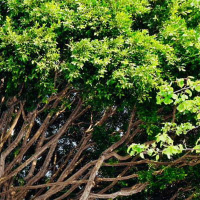 自然の中に (feat. GUMI)のジャケット写真