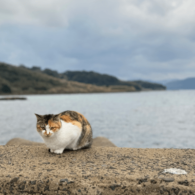 撥のジャケット写真
