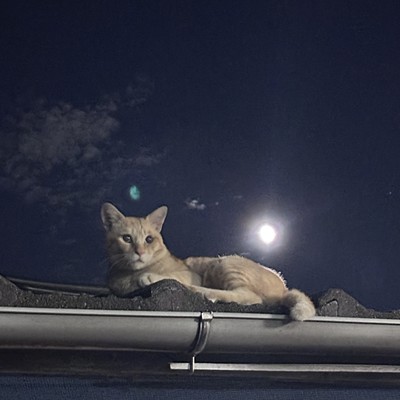 Nekoのジャケット写真