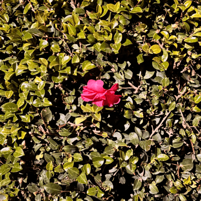 密かな革命のジャケット写真