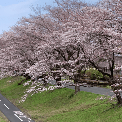 桜咲く道、いつもの街並みのジャケット写真