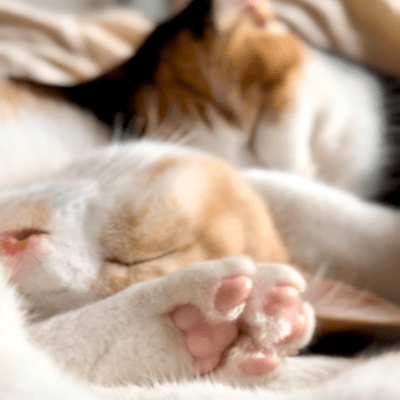 boku no kagi-shippo Front Cover