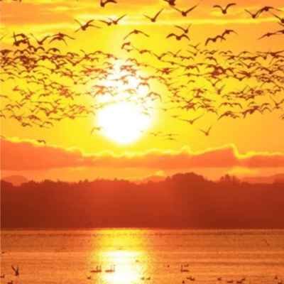 Yukari's Geese Front Cover