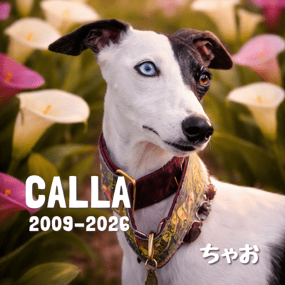 CALLA (2009-2026) Front Cover