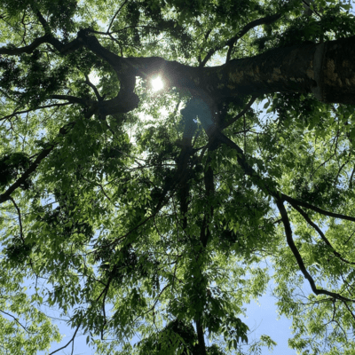 気球のジャケット写真
