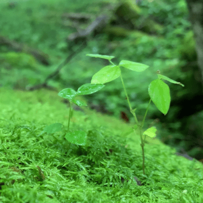 KIKYUU (feat. SAKURA)のジャケット写真