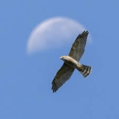 A south wind Front Cover