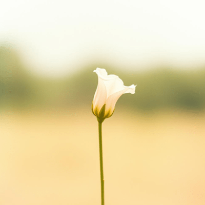 揺れる線をなぞるようにのジャケット写真