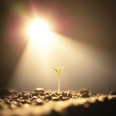 This Seed Carries a World Front Cover