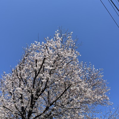 Spring Lies on the Wind Front Cover