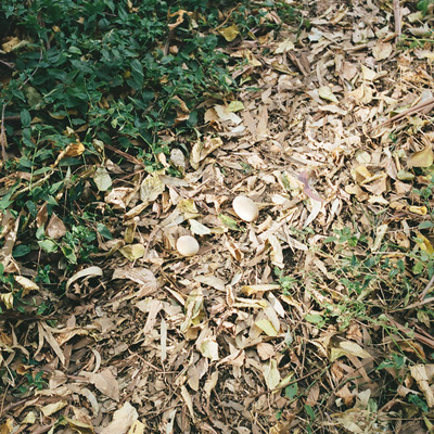 Light Beyond the Woods: murmur, 2026 Feb. Front Cover