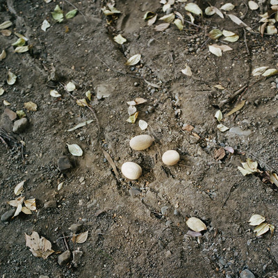 blanc: murmur, 2026 Mar. Front Cover