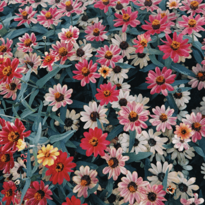 ハナイロのジャケット写真