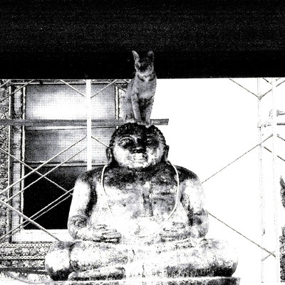 siam cat tower Front Cover