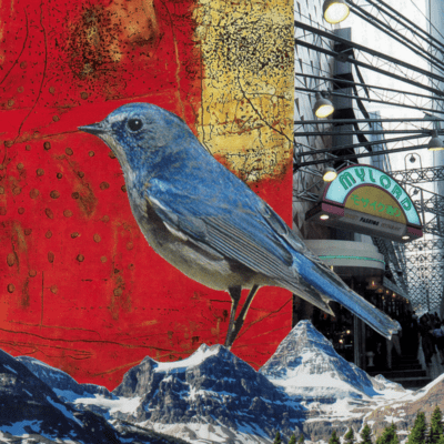 Flycatcher Front Cover