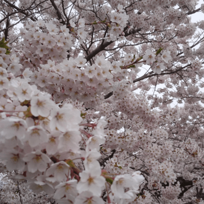 Scent of Sakura Front Cover