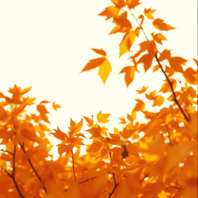 無拍子のジャケット写真