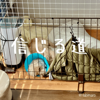 信じる道のジャケット写真