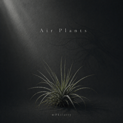 Air Plants Front Cover