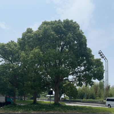 みんみんぜみのジャケット写真