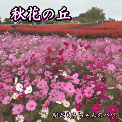 Autumn Flower Hill Front Cover