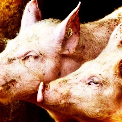 Genkotsu Tonkotsu Front Cover