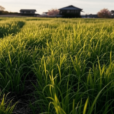A sickening smell of grass Front Cover