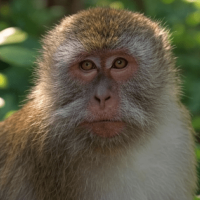 A lost monkey who went out in the city Front Cover